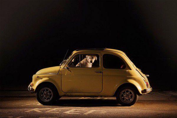 The Silence of Dogs in Cars (9)