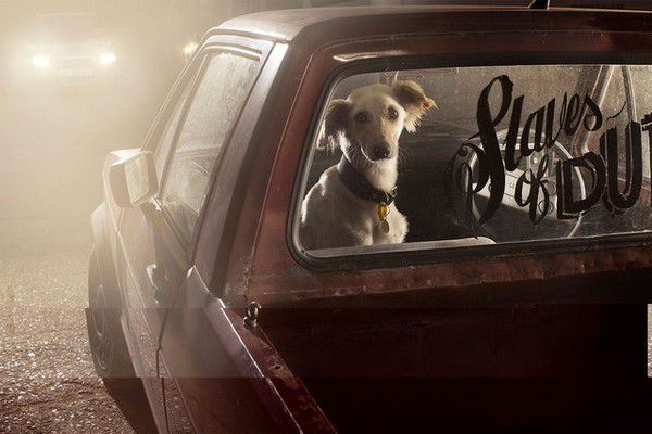 The Silence of Dogs in Cars (8)