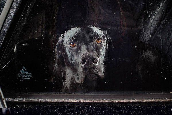 The Silence of Dogs in Cars (7)