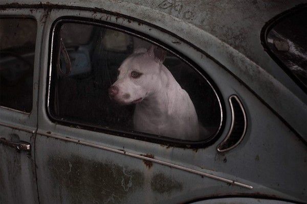 The Silence of Dogs in Cars (19)