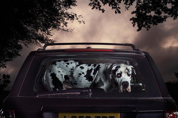 The Silence of Dogs in Cars (18)