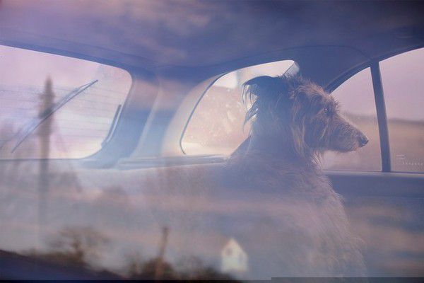 The Silence of Dogs in Cars (17)