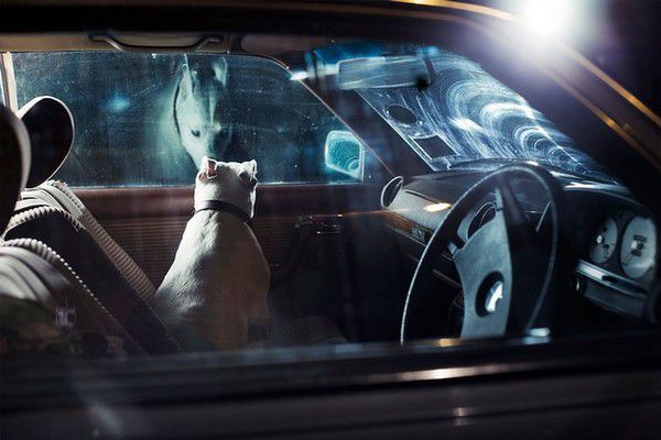 The Silence of Dogs in Cars (16)