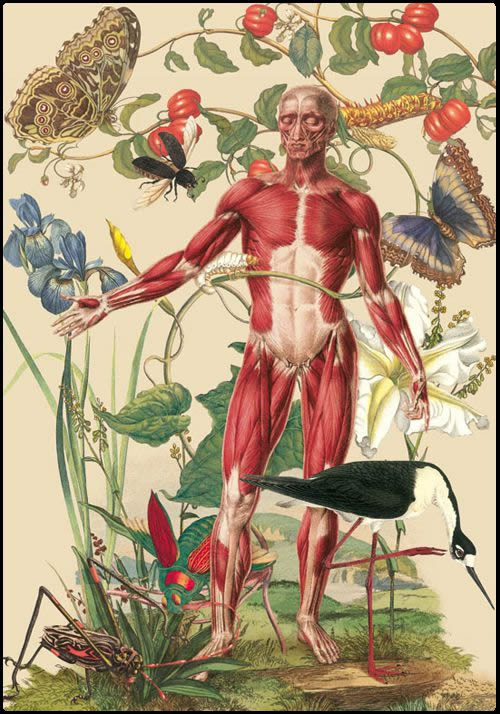 Juan Gatti ilustraciones anatomía (3)