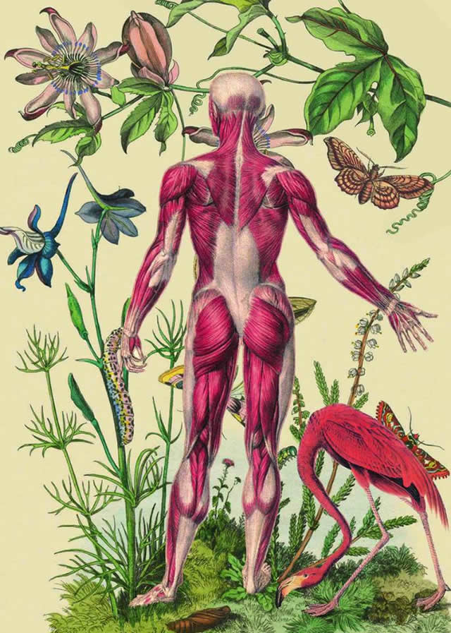 Juan Gatti ilustraciones anatomía (13)