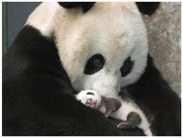 Bebé Panda conoce a su madre por primera vez