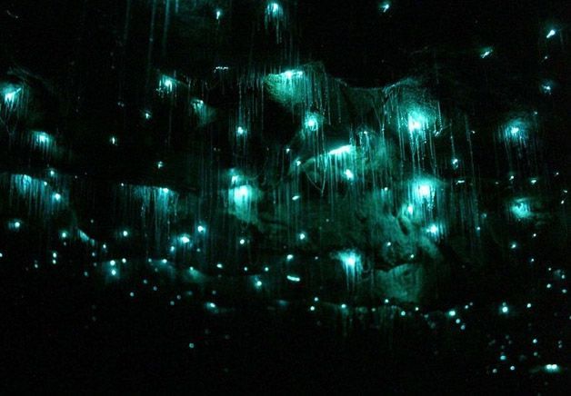 Glowworm Caves Nueva Zelanda (5)
