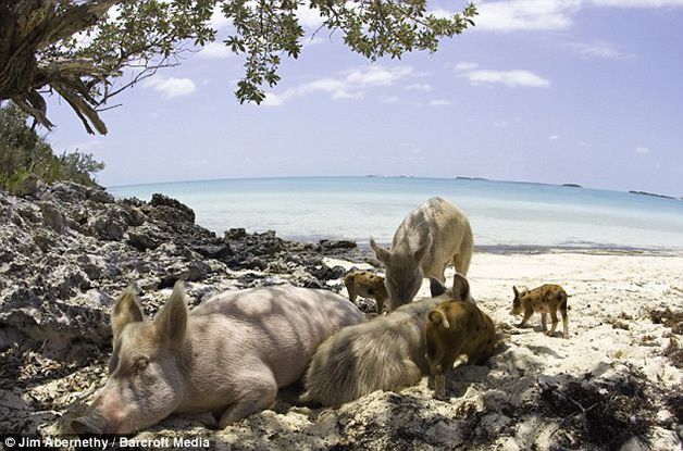 isla cerdos bahamas (4)