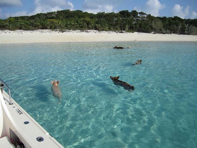 isla cerdos bahamas (3)