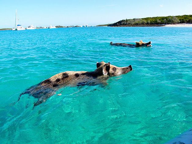 isla cerdos bahamas (2)