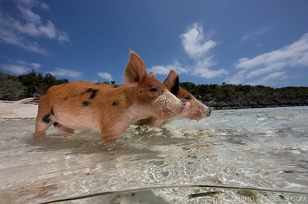 isla cerdos bahamas (10)