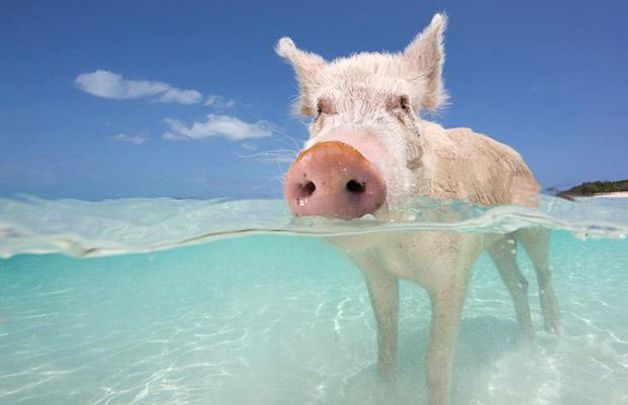 isla cerdos bahamas (8)