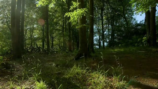 Out Of A Forest shortfilm stop motion (4)