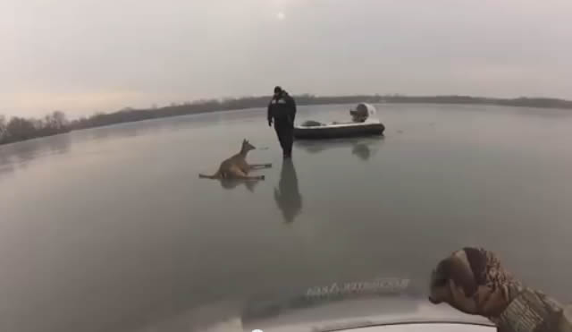 2 ciervos atrapados en un lago congelado