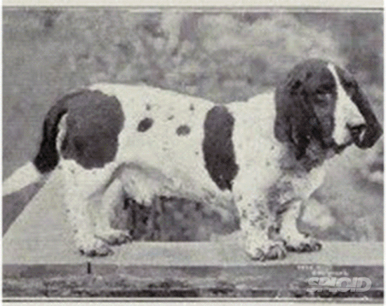 Basset hound raza perro