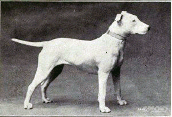 Bull Terrier raza perro