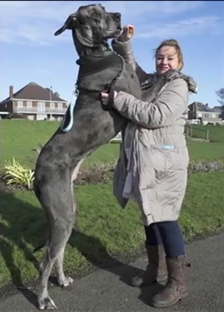 Freedy, el perro más grande de Gran Bretaña