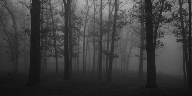bosque sombrio