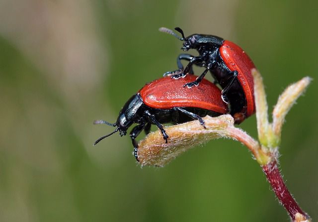 escarabajos pareja