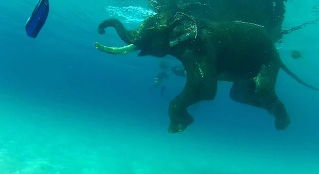rajan elefante nadador (5)