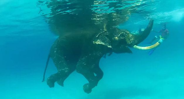rajan elefante nadador (4)