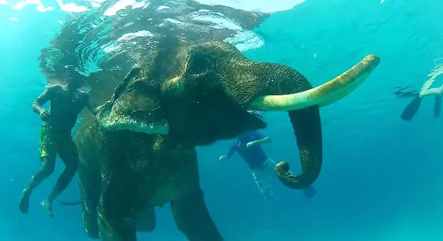 rajan elefante nadador (2)