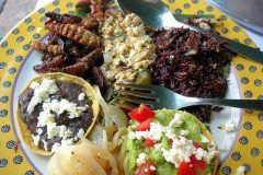 comida mexicana insectos