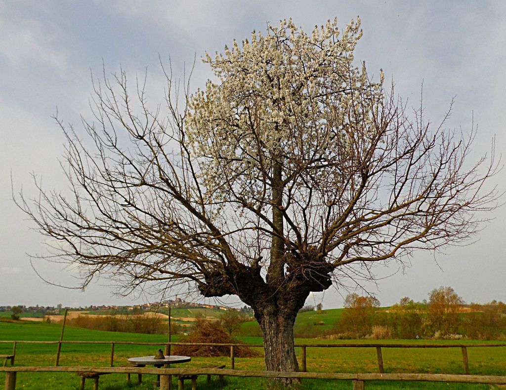 árbol doble de Casorzo (1)