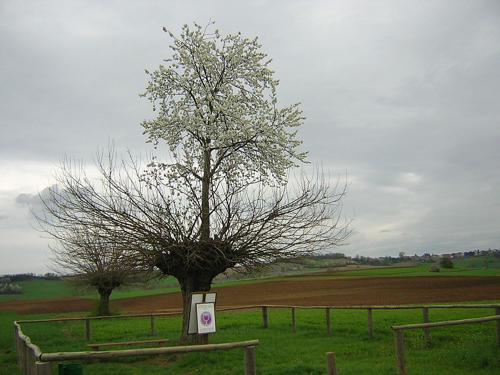 árbol doble de Casorzo (8)