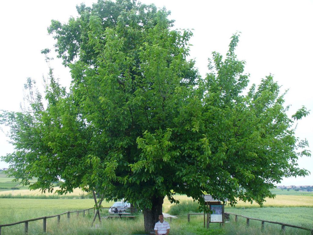 árbol doble de Casorzo (6)