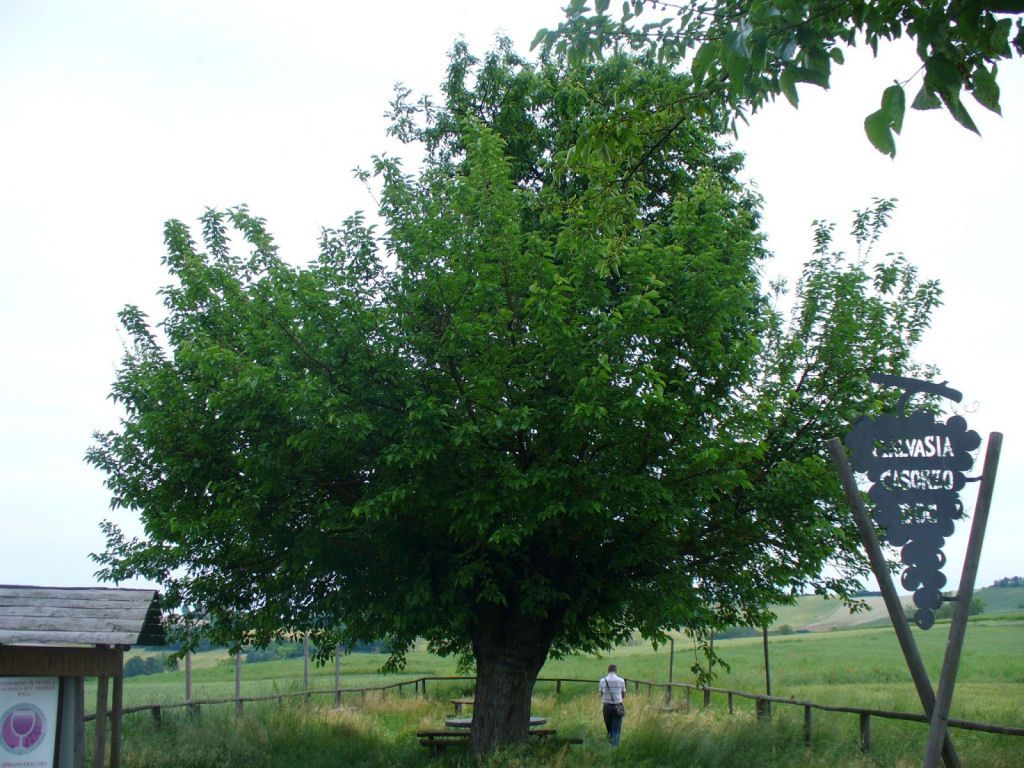 árbol doble de Casorzo (4)