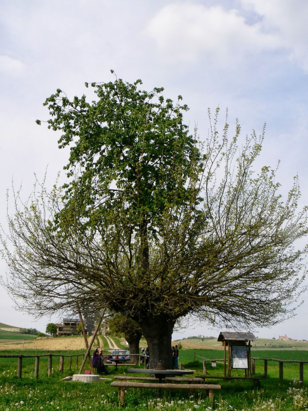 árbol doble de Casorzo (3)