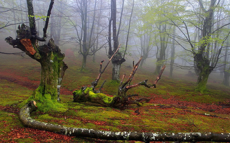 Parque Natural del Gorbea bosque mistico (3)