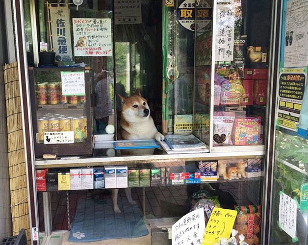 perro atiende tiden tabaco japón (1)
