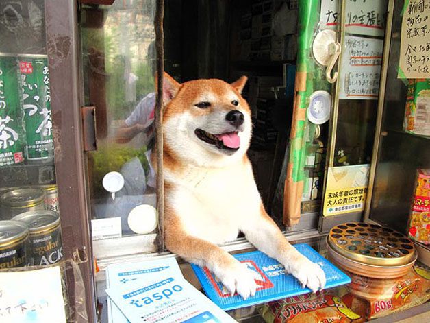 perro atiende tiden tabaco japón (5)