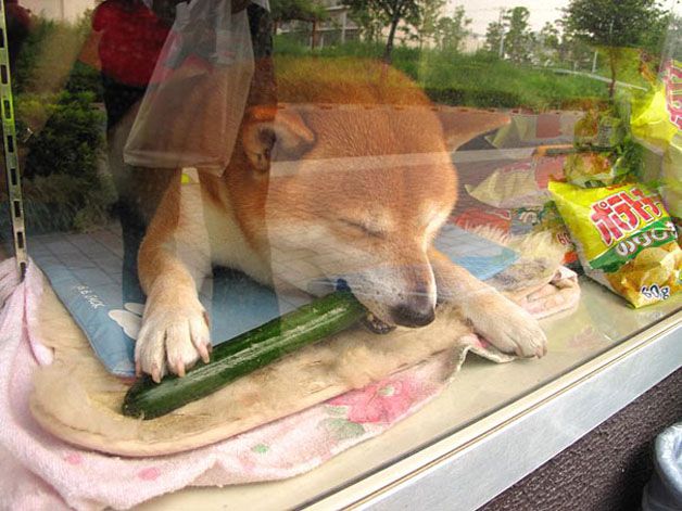 perro atiende tiden tabaco japón (4)