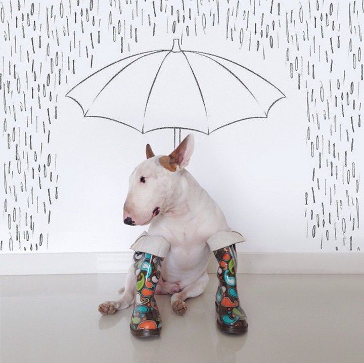 Bull-terrier-lluvia-720x718