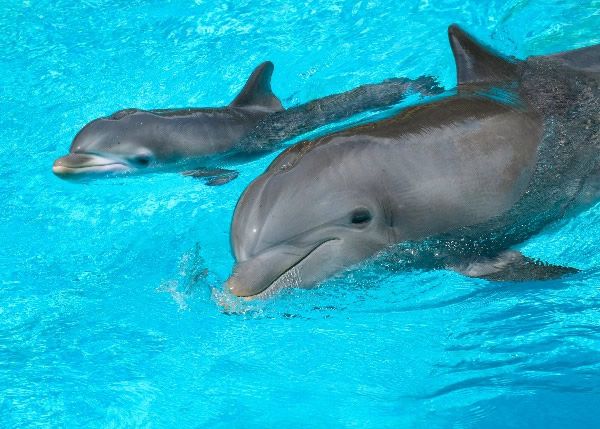 delfin bebe