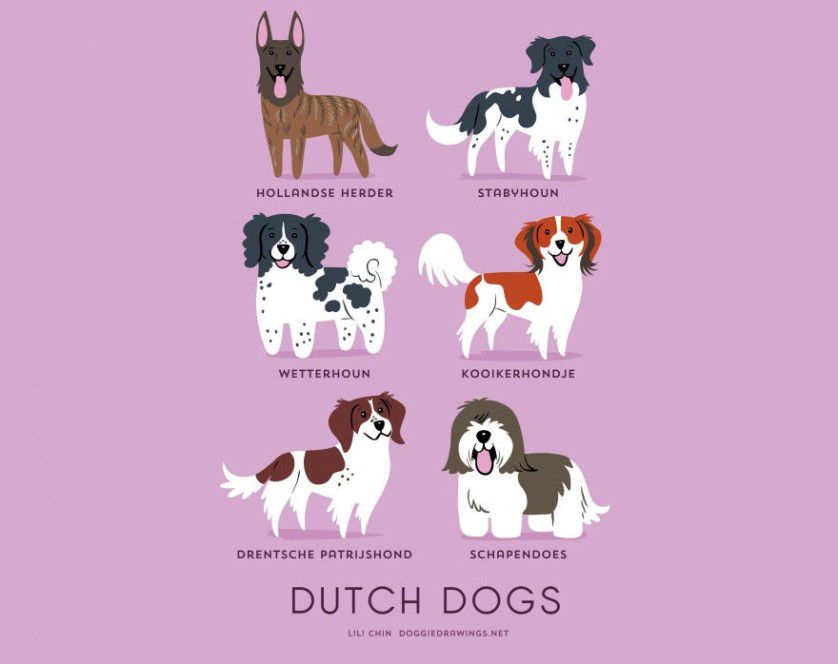 Razas de perros Países Bajos