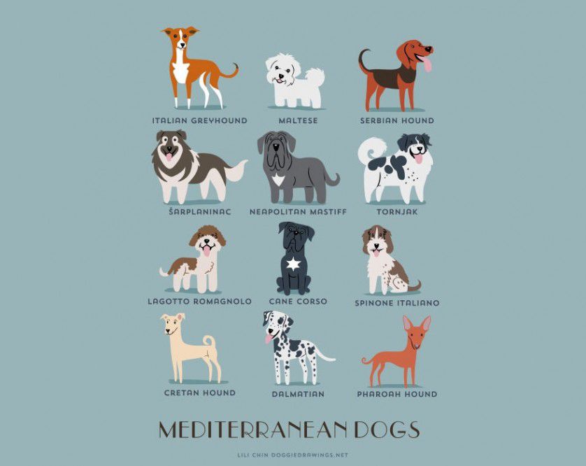 Razas de perros mediterraneo
