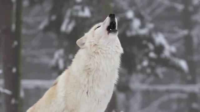 lobo-blanco
