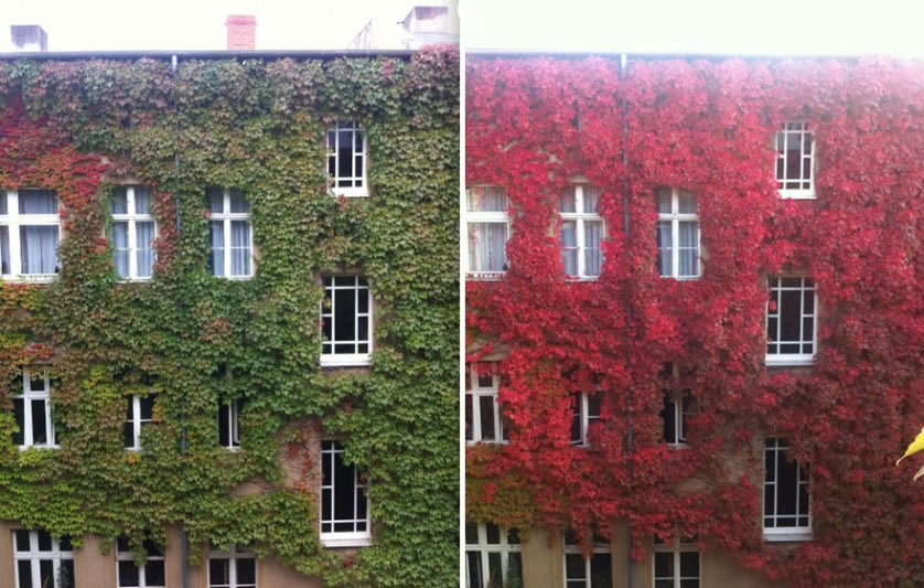 Fotografías del otoño antes y después (11)