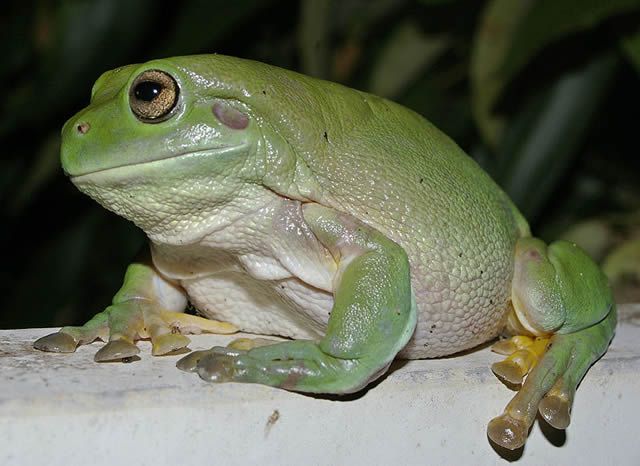  rana arborícola verde de Australia