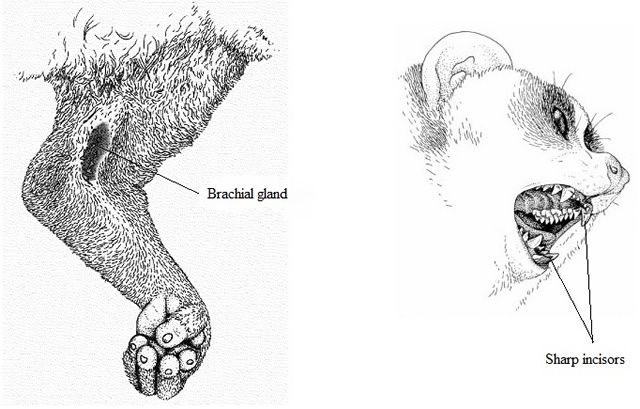 brachial gland and incisors