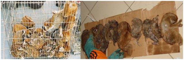 En la izquierda un contrabando confiscado de loris pigmeos en Tailandia (exóticos a la región). A la derecha, otro contrabando confiscado por autoridades indonesias de loris de Sumatra (todos muertos), la especies más amenazada.