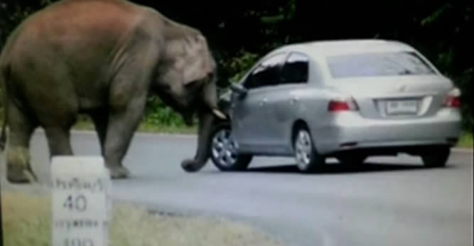 elefante aplasta automovil