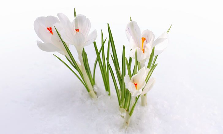 flores nieve