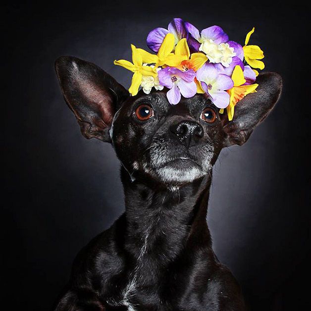 perros negros flores adopcion (1)