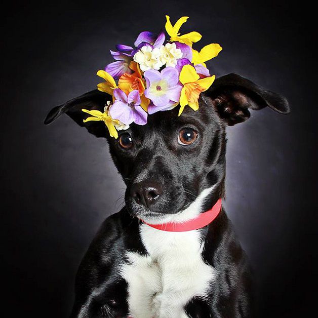 perros negros flores adopcion (3)