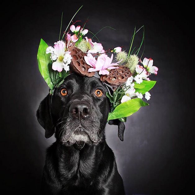 perros negros flores adopcion (5)